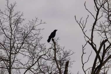 Bu güzel siyah karga bu ağaç dalına güzelce konmuş. Büyük kuş neredeyse bir siluete benziyor ve poz veriyor gibi görünüyor. Uzuvlarda kış mevsimini gösteren yapraklar yok..