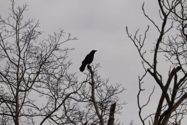 Bu güzel siyah karga bu ağaç dalına güzelce konmuş. Büyük kuş neredeyse bir siluete benziyor ve poz veriyor gibi görünüyor. Uzuvlarda kış mevsimini gösteren yapraklar yok..