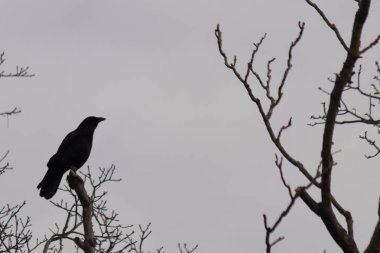 Bu güzel siyah karga bu ağaç dalına güzelce konmuş. Büyük kuş neredeyse bir siluete benziyor ve poz veriyor gibi görünüyor. Uzuvlarda kış mevsimini gösteren yapraklar yok..