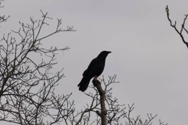 Bu güzel siyah karga bu ağaç dalına güzelce konmuş. Büyük kuş neredeyse bir siluete benziyor ve poz veriyor gibi görünüyor. Uzuvlarda kış mevsimini gösteren yapraklar yok..