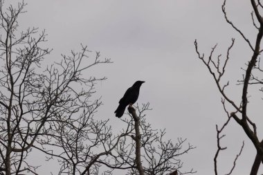 Bu güzel siyah karga bu ağaç dalına güzelce konmuş. Büyük kuş neredeyse bir siluete benziyor ve poz veriyor gibi görünüyor. Uzuvlarda kış mevsimini gösteren yapraklar yok..