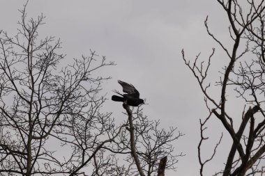Bu resmi çektiğimde şeftali ağacından büyük siyah bir karga kalkıyordu. Bu neredeyse ürkütücü ve tüylerin neredeyse çivili gibi görünmesine bayılıyorum. Bu tam bir Cadılar Bayramı fotoğrafı..