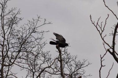 Bu resmi çektiğimde şeftali ağacından büyük siyah bir karga kalkıyordu. Bu neredeyse ürkütücü ve tüylerin neredeyse çivili gibi görünmesine bayılıyorum. Bu tam bir Cadılar Bayramı fotoğrafı..