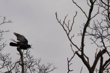 Bu resmi çektiğimde şeftali ağacından büyük siyah bir karga kalkıyordu. Bu neredeyse ürkütücü ve tüylerin neredeyse çivili gibi görünmesine bayılıyorum. Bu tam bir Cadılar Bayramı fotoğrafı..