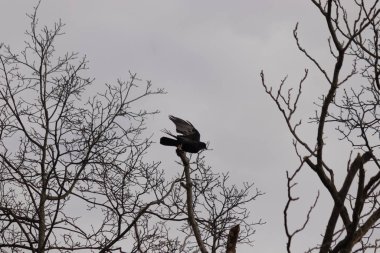 Bu resmi çektiğimde şeftali ağacından büyük siyah bir karga kalkıyordu. Bu neredeyse ürkütücü ve tüylerin neredeyse çivili gibi görünmesine bayılıyorum. Bu tam bir Cadılar Bayramı fotoğrafı..