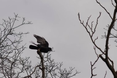 Bu resmi çektiğimde şeftali ağacından büyük siyah bir karga kalkıyordu. Bu neredeyse ürkütücü ve tüylerin neredeyse çivili gibi görünmesine bayılıyorum. Bu tam bir Cadılar Bayramı fotoğrafı..