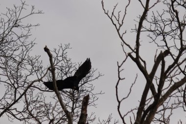 Bu resmi çektiğimde şeftali ağacından büyük siyah bir karga kalkıyordu. Bu neredeyse ürkütücü ve tüylerin neredeyse çivili gibi görünmesine bayılıyorum. Bu tam bir Cadılar Bayramı fotoğrafı..