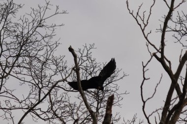 Bu resmi çektiğimde şeftali ağacından büyük siyah bir karga kalkıyordu. Bu neredeyse ürkütücü ve tüylerin neredeyse çivili gibi görünmesine bayılıyorum. Bu tam bir Cadılar Bayramı fotoğrafı..