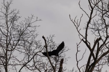 Bu resmi çektiğimde şeftali ağacından büyük siyah bir karga kalkıyordu. Bu neredeyse ürkütücü ve tüylerin neredeyse çivili gibi görünmesine bayılıyorum. Bu tam bir Cadılar Bayramı fotoğrafı..