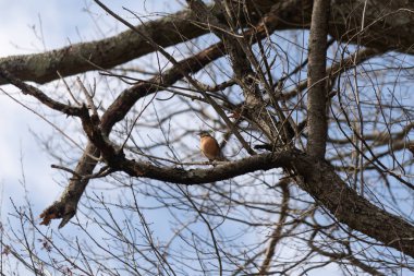 Güzel Robin ağaca tünemiş. Onun siyah tüyleri çıplak dallarla kaynaşıyor. Onun küçük turuncu göbeği göze çarpıyor. Ağacın dallarının kış mevsimi nedeniyle yaprakları yoktur..