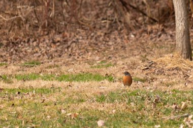 Her tarafı kahverengi renklerle kaplı, çimlerin üzerinde duran güzel bir bülbül. Bu kuş birçokları için bahar demek. Kuşun koyu siyah bir vücudu ve turuncu bir göbeği var. Gözünün etrafında bir yıldıza benziyor..