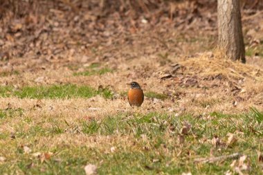 Her tarafı kahverengi renklerle kaplı, çimlerin üzerinde duran güzel bir bülbül. Bu kuş birçokları için bahar demek. Kuşun koyu siyah bir vücudu ve turuncu bir göbeği var. Gözünün etrafında bir yıldıza benziyor..