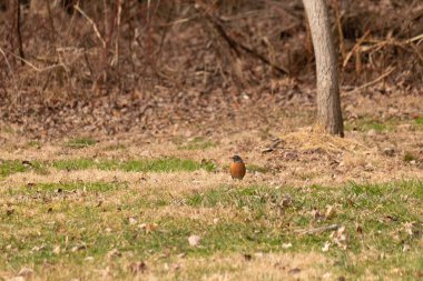 Her tarafı kahverengi renklerle kaplı, çimlerin üzerinde duran güzel bir bülbül. Bu kuş birçokları için bahar demek. Kuşun koyu siyah bir vücudu ve turuncu bir göbeği var. Gözünün etrafında bir yıldıza benziyor..