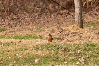 Her tarafı kahverengi renklerle kaplı, çimlerin üzerinde duran güzel bir bülbül. Bu kuş birçokları için bahar demek. Kuşun koyu siyah bir vücudu ve turuncu bir göbeği var. Gözünün etrafında bir yıldıza benziyor..