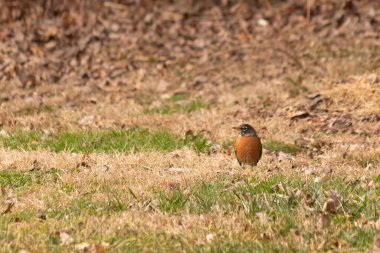 Her tarafı kahverengi renklerle kaplı, çimlerin üzerinde duran güzel bir bülbül. Bu kuş birçokları için bahar demek. Kuşun koyu siyah bir vücudu ve turuncu bir göbeği var. Gözünün etrafında bir yıldıza benziyor..