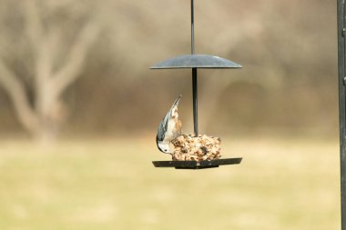 Bu küçük tatlı tımarhane, kuş yemi kekine biraz yemek için geldi. Bu kuşun beyaz yüzlü gri ve siyah bir vücudu var. Yemekler siyah metal bir büfede asılı..