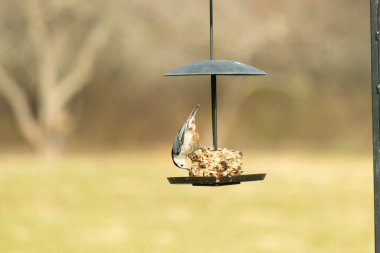 Bu küçük tatlı tımarhane, kuş yemi kekine biraz yemek için geldi. Bu kuşun beyaz yüzlü gri ve siyah bir vücudu var. Yemekler siyah metal bir büfede asılı..