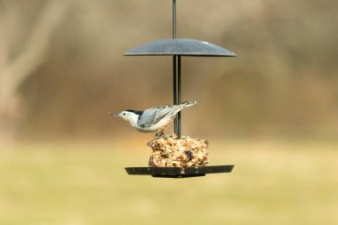 Bu küçük tatlı tımarhane, kuş yemi kekine biraz yemek için geldi. Bu kuşun beyaz yüzlü gri ve siyah bir vücudu var. Yemekler siyah metal bir büfede asılı..