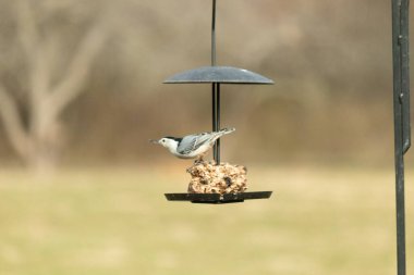 Bu küçük tatlı tımarhane, kuş yemi kekine biraz yemek için geldi. Bu kuşun beyaz yüzlü gri ve siyah bir vücudu var. Yemekler siyah metal bir büfede asılı..