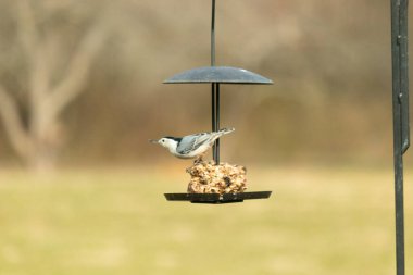 Bu küçük tatlı tımarhane, kuş yemi kekine biraz yemek için geldi. Bu kuşun beyaz yüzlü gri ve siyah bir vücudu var. Yemekler siyah metal bir büfede asılı..