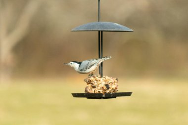 Bu küçük tatlı tımarhane, kuş yemi kekine biraz yemek için geldi. Bu kuşun beyaz yüzlü gri ve siyah bir vücudu var. Yemekler siyah metal bir büfede asılı..