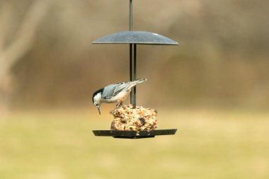 Bu küçük tatlı tımarhane, kuş yemi kekine biraz yemek için geldi. Bu kuşun beyaz yüzlü gri ve siyah bir vücudu var. Yemekler siyah metal bir büfede asılı..