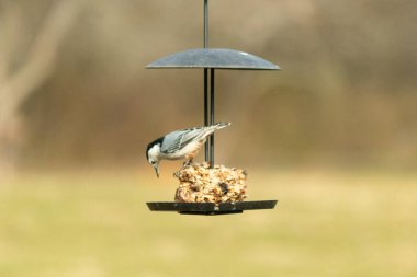 Bu küçük tatlı tımarhane, kuş yemi kekine biraz yemek için geldi. Bu kuşun beyaz yüzlü gri ve siyah bir vücudu var. Yemekler siyah metal bir büfede asılı..