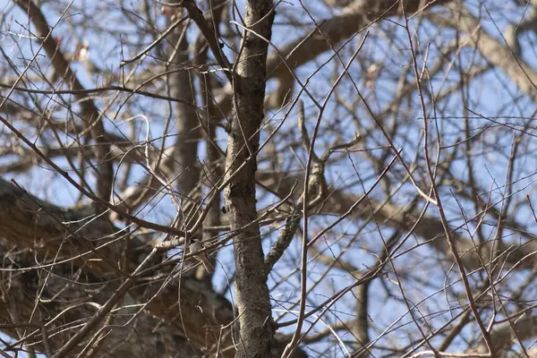 Bu küçük siyah tüylü piliç, bu fotoğrafı çektiğimde bu ağaç dalına konmuştu. Minicik vücudunu seviyorum. Kafasındaki siyah nokta kanatlarındaki gri tüylerle çok şirin..