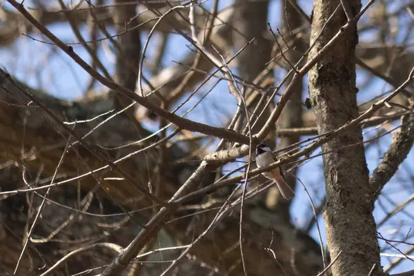 Bu küçük siyah tüylü piliç, bu fotoğrafı çektiğimde bu ağaç dalına konmuştu. Minicik vücudunu seviyorum. Kafasındaki siyah nokta kanatlarındaki gri tüylerle çok şirin..