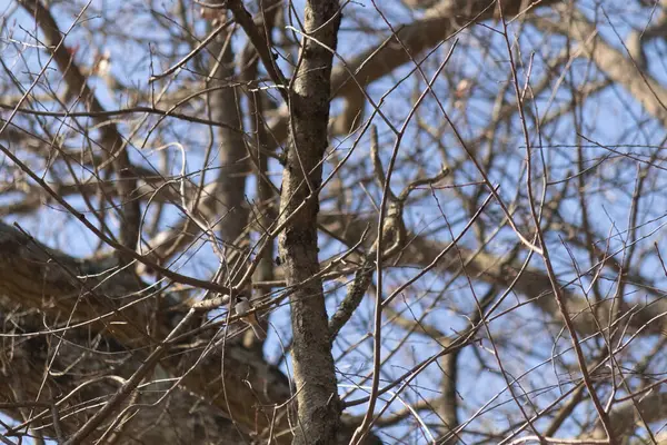 Bu küçük siyah tüylü piliç, bu fotoğrafı çektiğimde bu ağaç dalına konmuştu. Minicik vücudunu seviyorum. Kafasındaki siyah nokta kanatlarındaki gri tüylerle çok şirin..