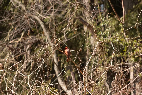 Bu güzel erkek kardinal güvenlik için şeftali ağacına tünemiş. Bu parlak kırmızı kuş uyum sağlamaya çalışıyor. Dallarda kamufle olmak için. Kol ve bacaklar sonbahar mevsimi nedeniyle yapraksız..