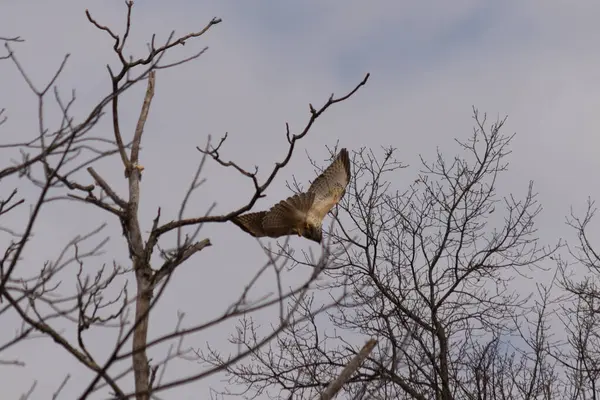 Uçan şahin, kanatları açık, mavi gökyüzüne karşı çıplak dallar tarafından çerçevelenmiş. Kuşun kahverengi işaretli hafif tüyleri keskin detaylarla görülebilir. Doğa ve vahşi yaşam güzelliği yakalıyor..