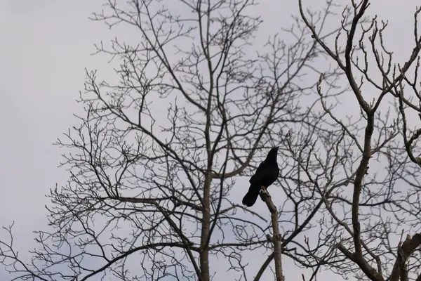 Bu güzel siyah karga bu ağaç dalına güzelce konmuş. Büyük kuş neredeyse bir siluete benziyor ve poz veriyor gibi görünüyor. Uzuvlarda kış mevsimini gösteren yapraklar yok..