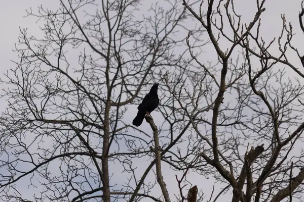 Bu güzel siyah karga bu ağaç dalına güzelce konmuş. Büyük kuş neredeyse bir siluete benziyor ve poz veriyor gibi görünüyor. Uzuvlarda kış mevsimini gösteren yapraklar yok..