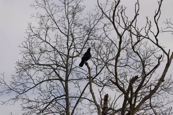 Bu güzel siyah karga bu ağaç dalına güzelce konmuş. Büyük kuş neredeyse bir siluete benziyor ve poz veriyor gibi görünüyor. Uzuvlarda kış mevsimini gösteren yapraklar yok..