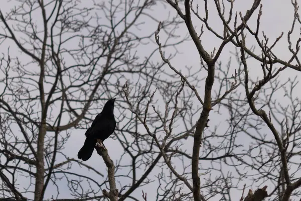 Bu güzel siyah karga bu ağaç dalına güzelce konmuş. Büyük kuş neredeyse bir siluete benziyor ve poz veriyor gibi görünüyor. Uzuvlarda kış mevsimini gösteren yapraklar yok..