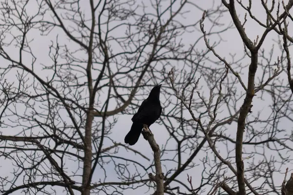 Bu güzel siyah karga bu ağaç dalına güzelce konmuş. Büyük kuş neredeyse bir siluete benziyor ve poz veriyor gibi görünüyor. Uzuvlarda kış mevsimini gösteren yapraklar yok..