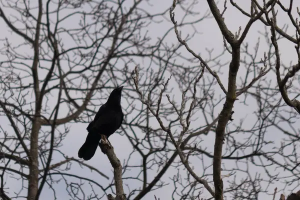 Bu güzel siyah karga bu ağaç dalına güzelce konmuş. Büyük kuş neredeyse bir siluete benziyor ve poz veriyor gibi görünüyor. Uzuvlarda kış mevsimini gösteren yapraklar yok..
