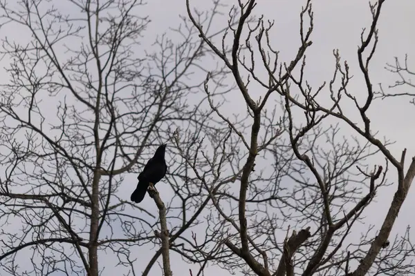 Bu güzel siyah karga bu ağaç dalına güzelce konmuş. Büyük kuş neredeyse bir siluete benziyor ve poz veriyor gibi görünüyor. Uzuvlarda kış mevsimini gösteren yapraklar yok..