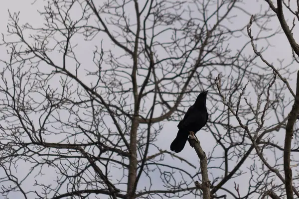 Bu güzel siyah karga bu ağaç dalına güzelce konmuş. Büyük kuş neredeyse bir siluete benziyor ve poz veriyor gibi görünüyor. Uzuvlarda kış mevsimini gösteren yapraklar yok..