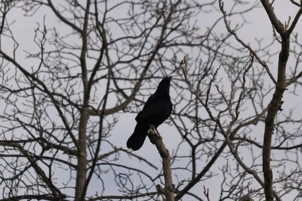 Bu güzel siyah karga bu ağaç dalına güzelce konmuş. Büyük kuş neredeyse bir siluete benziyor ve poz veriyor gibi görünüyor. Uzuvlarda kış mevsimini gösteren yapraklar yok..