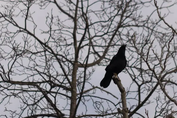 Bu güzel siyah karga bu ağaç dalına güzelce konmuş. Büyük kuş neredeyse bir siluete benziyor ve poz veriyor gibi görünüyor. Uzuvlarda kış mevsimini gösteren yapraklar yok..
