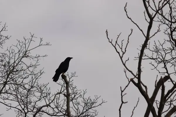 Bu güzel siyah karga bu ağaç dalına güzelce konmuş. Büyük kuş neredeyse bir siluete benziyor ve poz veriyor gibi görünüyor. Uzuvlarda kış mevsimini gösteren yapraklar yok..