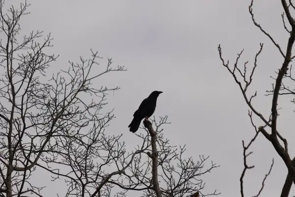 Bu güzel siyah karga bu ağaç dalına güzelce konmuş. Büyük kuş neredeyse bir siluete benziyor ve poz veriyor gibi görünüyor. Uzuvlarda kış mevsimini gösteren yapraklar yok..