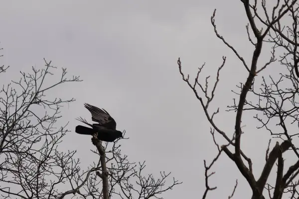 Bu resmi çektiğimde şeftali ağacından büyük siyah bir karga kalkıyordu. Bu neredeyse ürkütücü ve tüylerin neredeyse çivili gibi görünmesine bayılıyorum. Bu tam bir Cadılar Bayramı fotoğrafı..