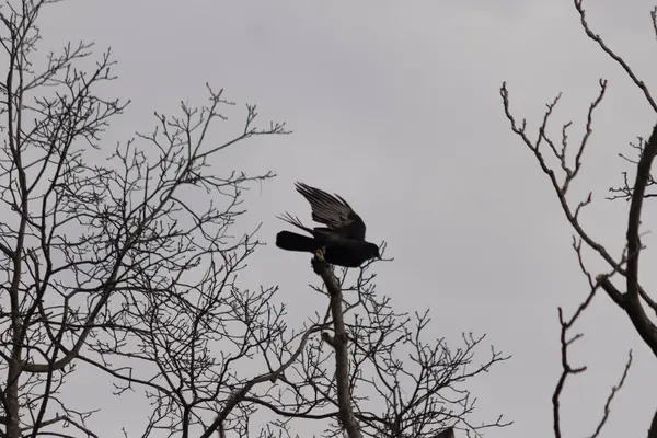Bu resmi çektiğimde şeftali ağacından büyük siyah bir karga kalkıyordu. Bu neredeyse ürkütücü ve tüylerin neredeyse çivili gibi görünmesine bayılıyorum. Bu tam bir Cadılar Bayramı fotoğrafı..