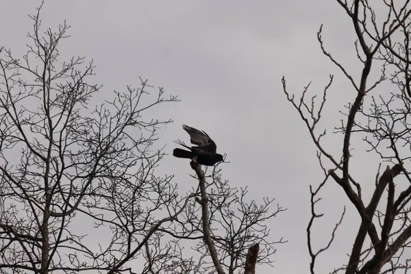Bu resmi çektiğimde şeftali ağacından büyük siyah bir karga kalkıyordu. Bu neredeyse ürkütücü ve tüylerin neredeyse çivili gibi görünmesine bayılıyorum. Bu tam bir Cadılar Bayramı fotoğrafı..