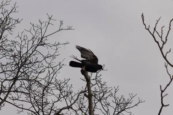 Bu resmi çektiğimde şeftali ağacından büyük siyah bir karga kalkıyordu. Bu neredeyse ürkütücü ve tüylerin neredeyse çivili gibi görünmesine bayılıyorum. Bu tam bir Cadılar Bayramı fotoğrafı..