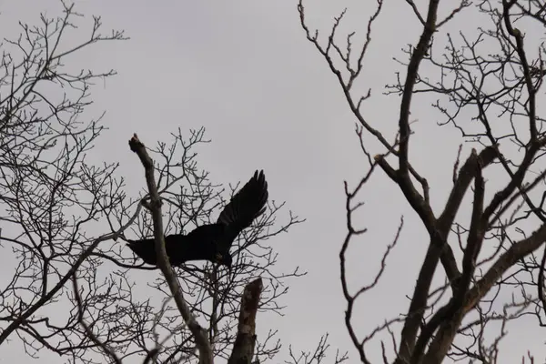 Bu resmi çektiğimde şeftali ağacından büyük siyah bir karga kalkıyordu. Bu neredeyse ürkütücü ve tüylerin neredeyse çivili gibi görünmesine bayılıyorum. Bu tam bir Cadılar Bayramı fotoğrafı..