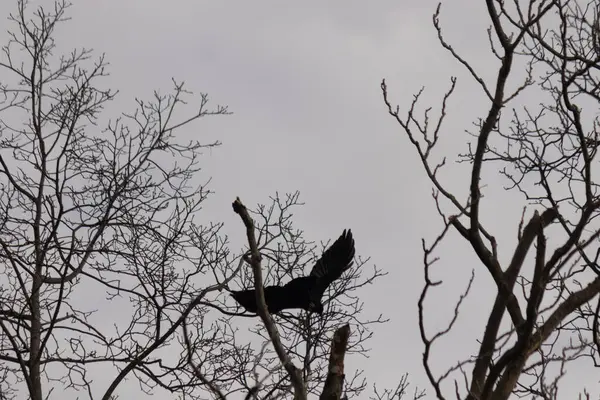 Bu resmi çektiğimde şeftali ağacından büyük siyah bir karga kalkıyordu. Bu neredeyse ürkütücü ve tüylerin neredeyse çivili gibi görünmesine bayılıyorum. Bu tam bir Cadılar Bayramı fotoğrafı..